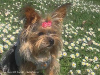 Roxy In The Daisy Field - My Everything