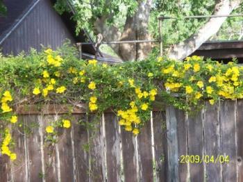 pretty flowers - Not sure what these are but they grow on vines on the fences.