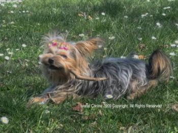 Happy Playing in The Sun - Until she gets too hot and starts panting Happy Playing in The Sun - Until she gets too hot and starts panting