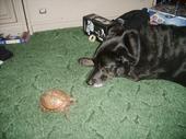 Max and Buddy - This is my dog and my turtle, I love them both but Max (my dog) is my whole world!