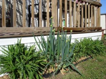 Leeks - I planted these from the ends that would normally get thrown out.