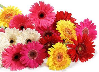 Flowers - My favourite flower - Gerbera - Colourful ones