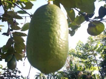 lemon to resist some disease - regular intake of lemon prevents many diseases. lemon to resist some disease - regular intake of lemon prevents many diseases.