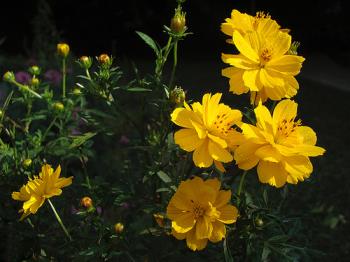 yellow cosmos - yellow cosmos flower yellow cosmos - yellow cosmos flower