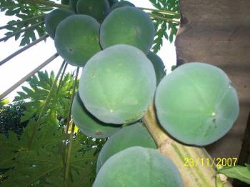 papaya for good stomach  - papaya is very useful to keep the bowel clear