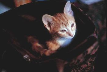 Footie as a Kitten - image of Footie in my handbag