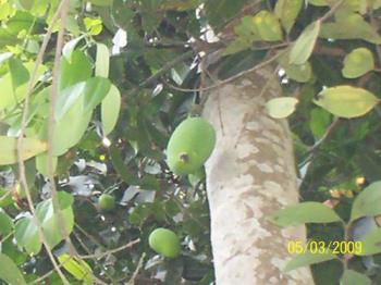mangoes on the tree - this is my garden mango tree.