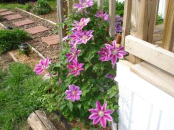 Clematis - With our early springs, I usually get 3 flowerings each year.