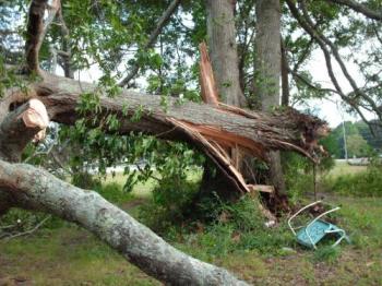 Tree Damage - A fallen tree that fell on the house Tree Damage - A fallen tree that fell on the house