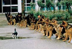 Takin' a chance... - Brave cat walking in front of trained german shephards, just hoping for the command to attack. Takin' a chance... - Brave cat walking in front of trained german shephards, just hoping for the command to attack.