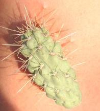 The 'Green Demon'? - The 'Green Demon' has very little to do with a green cactus I sat in as a little girl, but the one drives that memory out to the forefront of the brain-box.
The 'Green Demon'? - The 'Green Demon' has very little to do with a green cactus I sat in as a little girl, but the one drives that memory out to the forefront of the brain-box.