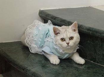 cat - She is too fat cat - She is too fat