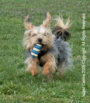 Play Time is All The Time - If Roxy could have it her way, she would play day and night, 365 days a year.
I like that my dog is always up for a walk or games of fetch. Play Time is All The Time - If Roxy could have it her way, she would play day and night, 365 days a year.
I like that my dog is always up for a walk or games of fetch.