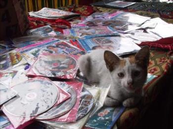 Cat and DVD - Cat and DVDS