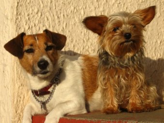 Two Peas In A Pod - Roxy & Jack. Cousins and Best Canine Friends. 