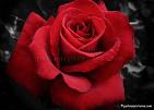 Red Rose - How beautiful a red rose looks.