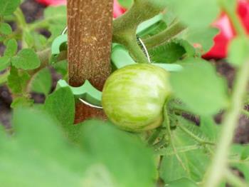 green zebra tomato - this is two tomatoes we have growing in the garden.
