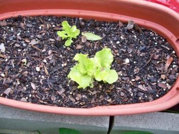 lettuce - not enough for a salad but atleast it is growing