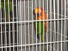Bird - A parrot kept in cage Bird - A parrot kept in cage