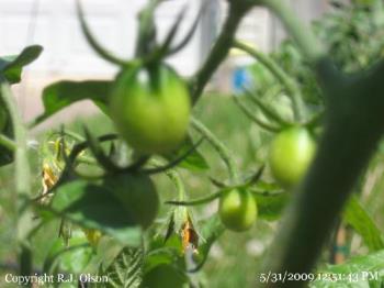 Grape Tomatoes - Bearing fruit in late May in Minnesota.