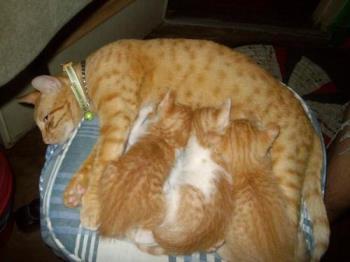 Mama Cat with her Kitties - Mama Cat with her very cute Kitties