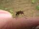 Mosquetoes - Mosquito (from the Portuguese meanning "small fly") is a common flying insect in the family 
Culicidae that is found around the world. ...
