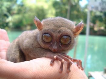 Philippine Tarsier - World&#039;s smallest primate.