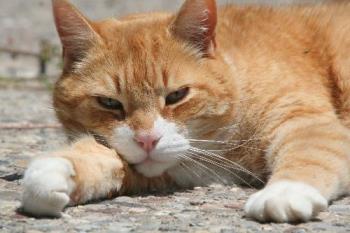 Sunny Relaxing - My cat Sunny.