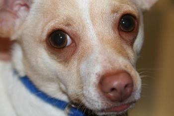 Trixie - A Chihuahua/terrier mix