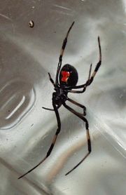 Female Black widow Spider - This is creepy..it is a Female black widow spider..which scare me and my nephew to death..and we both will screamm like little girls when one gets on us..