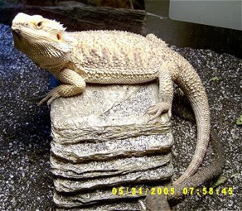 Scales - my bearded dragon