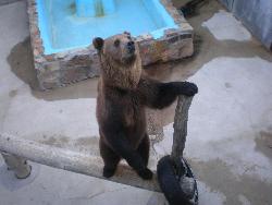 Bear at Georgia Bear Park  - his is another of the bears at the park, one of my favorites.....