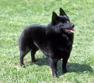 schipperke - Mine looked just like this one. They are not very common dogs so I figured you might like to see one. 