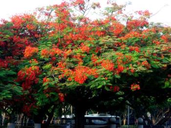 Flame of the Forest - A beautifully flowering Flame of the Forest tree in my estate.