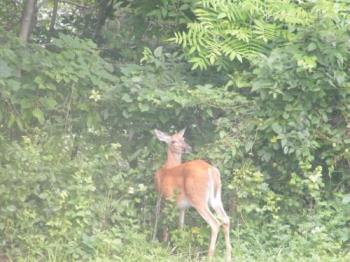 Deer - She heard me, or saw the curtains move when I went to take her photo. I had to remain as motionless as she was before she would resume her munching. Deer - She heard me, or saw the curtains move when I went to take her photo. I had to remain as motionless as she was before she would resume her munching.