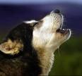 dog barking at midnight - We have the same saying about what is written in the discussion. dog barking at midnight - We have the same saying about what is written in the discussion.