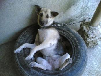 tacos - tacos lying down in a car tire