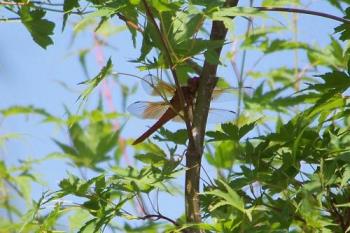 Red dragon fly hiding in my tree - Dragonfly in my tree.
