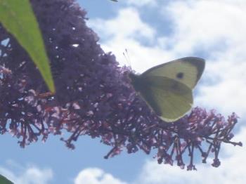 Butterfly in the Buddlia - Only a cabbage white butterfly, but it looks so delicate and beautiful in the Buddlia (Butterfly Bush), against the blue of the sky. I thought I would share it!