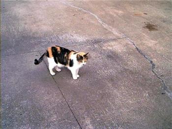 My Minx - Picture of Minx taken last fall out at the farm, I miss her so much!! My Minx - Picture of Minx taken last fall out at the farm, I miss her so much!!