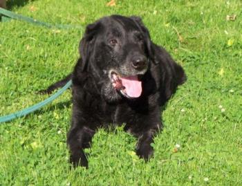 This is my old guy . - This is Denny, he will be 13 in one month. You can see the gray. 