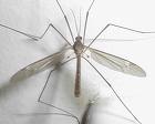 Mosquito Hawk - One of the mosquitoes enemies, the Mosquito Hawk