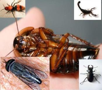 Scorpion, ant, fly, roach, beetle - Some of the larger insects in southeast USA