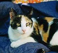 calico cat - this is a short hair calico cat - this is a short hair