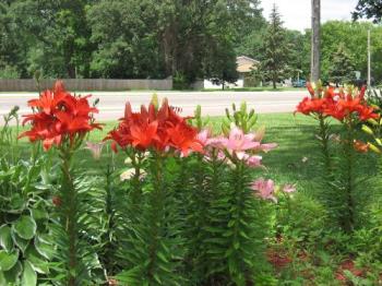 Awesome Colors - The large bed with various lilies of various colors. Awesome Colors - The large bed with various lilies of various colors.