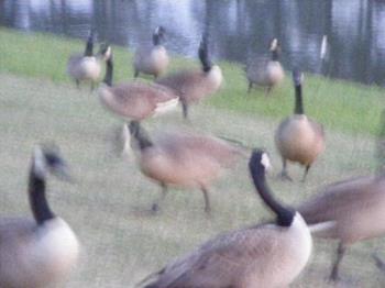 Our geese have disappeared - The geese that live here during the fall, winter and spring months. Our geese have disappeared - The geese that live here during the fall, winter and spring months.