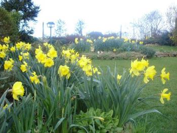 A Host of Golden Daffodils - Late March in the garden is a host of golden daffodils.