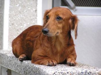 Dachshund dog, clyde - This is my 8 year old dachshund, he&#039;s name is clyde. We got him when he was only 2 months old. He&#039;s very cuddly, very sweet and loves to get your attention. They&#039;re the jealous type and would easily be jealous when you pet the other dogs. 