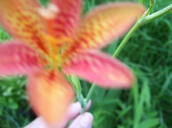 Blackberry lily - This little flower is about as big across as a quarter. There are multiples on each stem. The leaves are not spiral like Asiatic lilies but are flat and remind me of gladiolus.