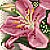 stargazer lily - This is a cross-stitched stargazer lily.